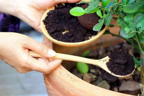 家庭给花施肥简单方法是什么（家里如何给花施肥）