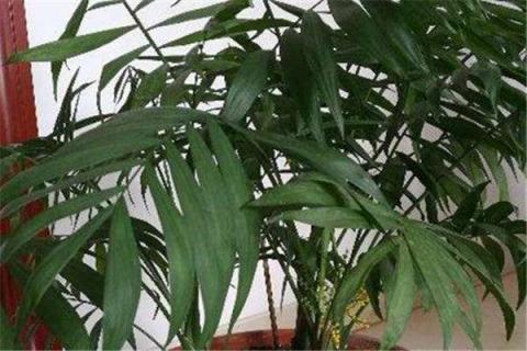 袖珍椰子多久浇一次水（袖珍椰子喜阴还是喜阳）