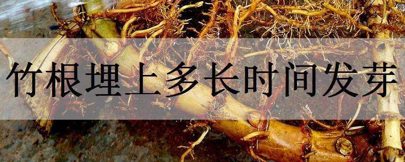 竹根埋上多长时间发芽 竹根埋上多长时间发芽好