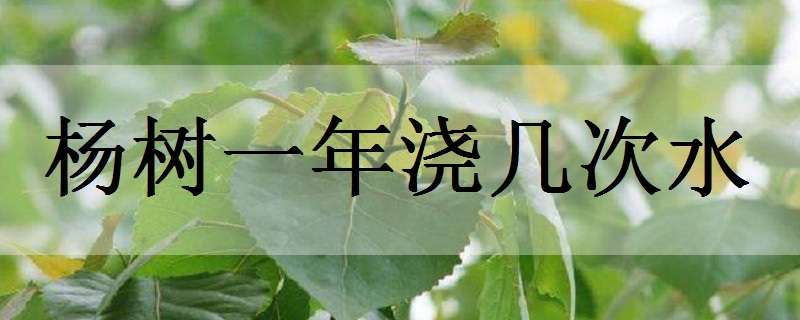 杨树一年浇几次水 杨树一年浇几次水什么时候浇封冻水