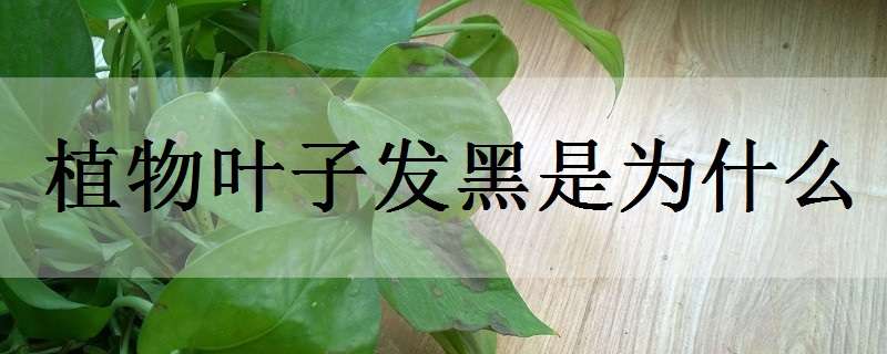 植物叶子发黑是为什么 植物叶子发黑是为什么呢