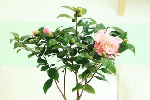 茶花怎么养 茶花怎么养(新手必看