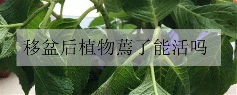 移盆后植物蔫了能活吗 移盆后植物蔫了能活吗怎么办