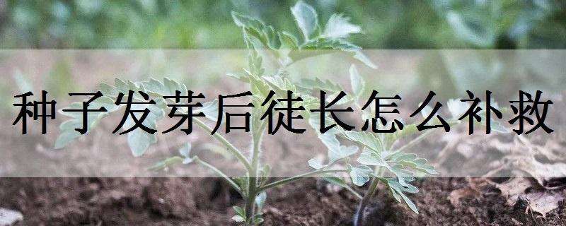 种子发芽后徒长怎么补救