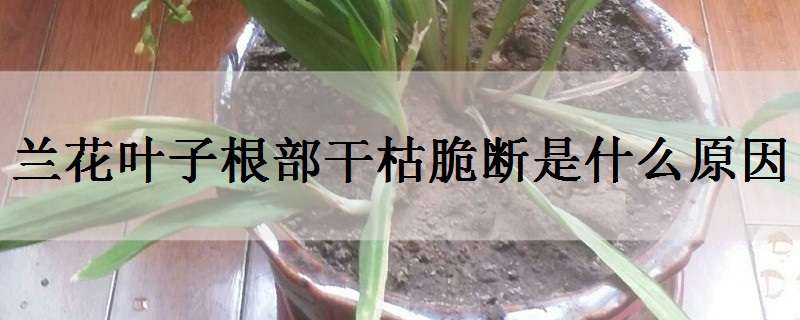 兰花叶子根部干枯脆断是什么原因（兰花叶子根部干枯脆断是什么原因呢）