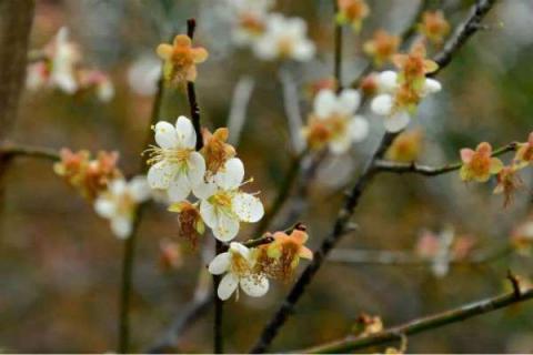 梅花夏季怎么养 梅花夏季怎么养活