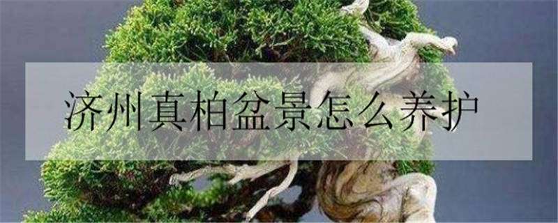 济州真柏盆景怎么养护（济州真柏盆景养护中的工具）