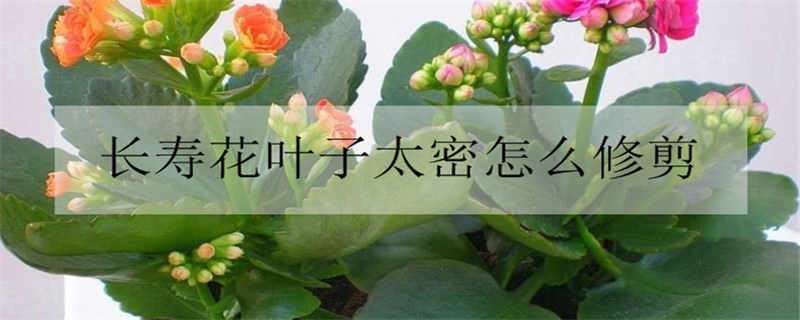 长寿花叶子太密怎么修剪（长寿花叶子太密怎么修剪呢）