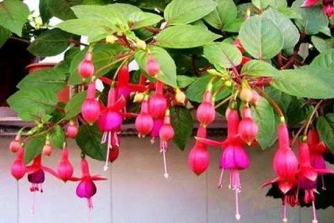 新买的倒挂金钟怎么养 刚买回的倒挂金钟怎么处理