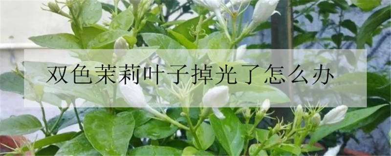 双色茉莉叶子掉光了怎么办（双色茉莉叶子快掉光了,怎么办?）