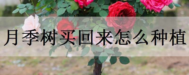 月季树买回来怎么种植（从哪里能买到真正的月季树）