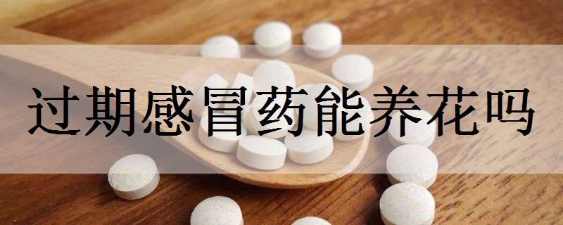 过期感冒药能养花吗 过期的药可不可以养花