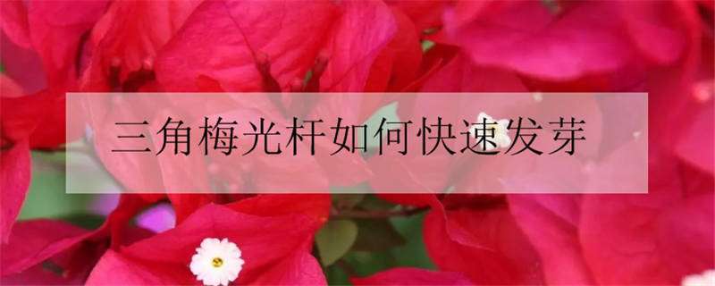 三角梅光杆如何快速发芽（三角梅干枝怎么发芽）