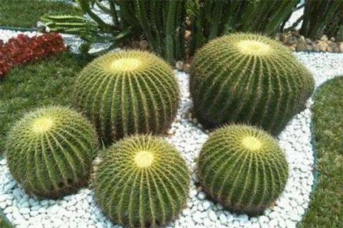 促使仙人球发根方法 仙人球如何发根快