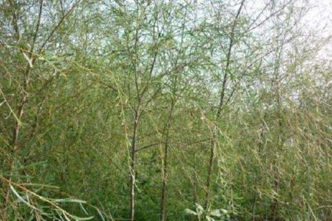 沙漠英雄是什么树 沙漠英雄是什么树上的