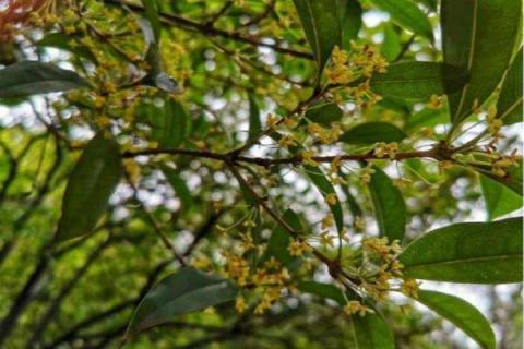 桂花在夏季怕热吗（桂花怕冷还是怕热）