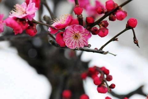 梅花图片 梅花图片真实照片高清