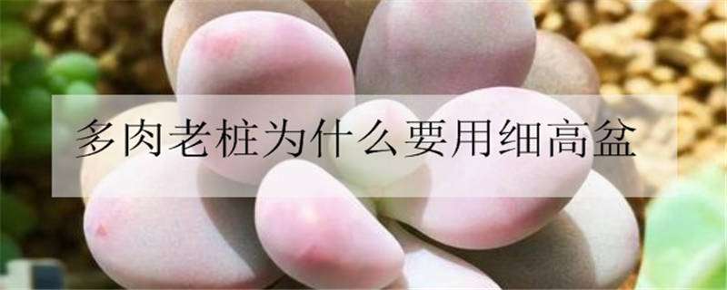 多肉老桩为什么要用细高盆（多肉老桩为什么要用细高盆种）