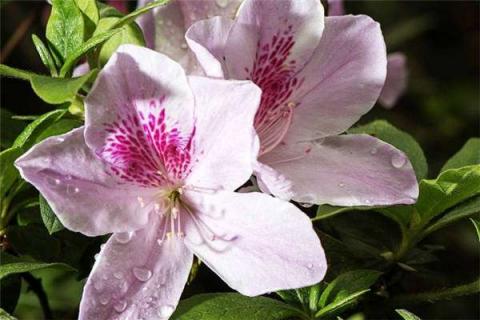 盘点十大不吉利花 10大不吉利花