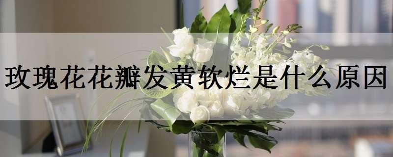 玫瑰花花瓣发黄软烂是什么原因 玫瑰花花瓣发黄是怎么回事