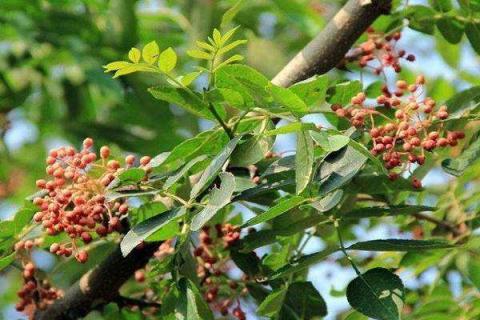 花椒树夏季修剪技术（花椒树夏季修剪技术要点）