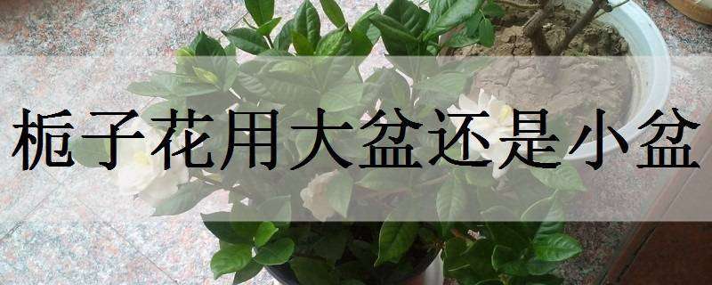 栀子花用大盆还是小盆 栀子花用大花盆还是小花盆