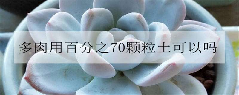 多肉用百分之70颗粒土可以吗（80%颗粒土可以直接种多肉吗）