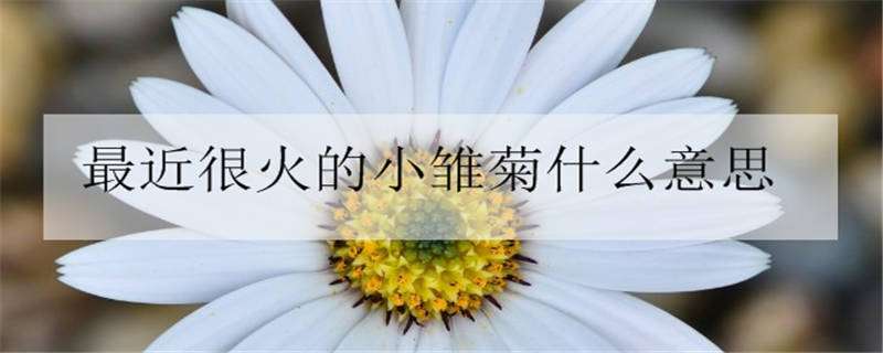 最近很火的小雏菊什么意思 今年流行的小雏菊是什么意思