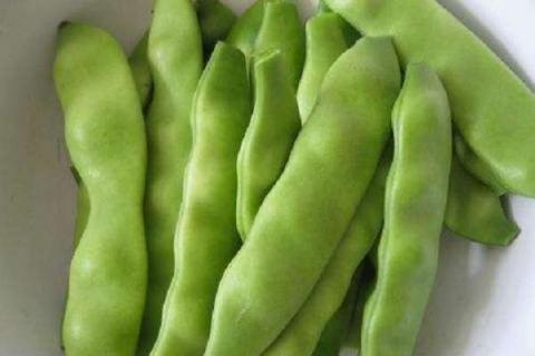 露地秋豆角种植时间（露地秋豆角种植时间生长周期）