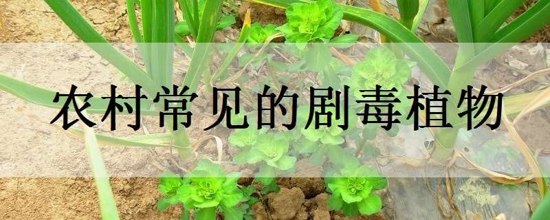 农村常见的剧毒植物 农村最常见的剧毒植物