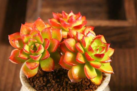 梅雨季节怎么养护多肉 梅雨季节如何养护多肉