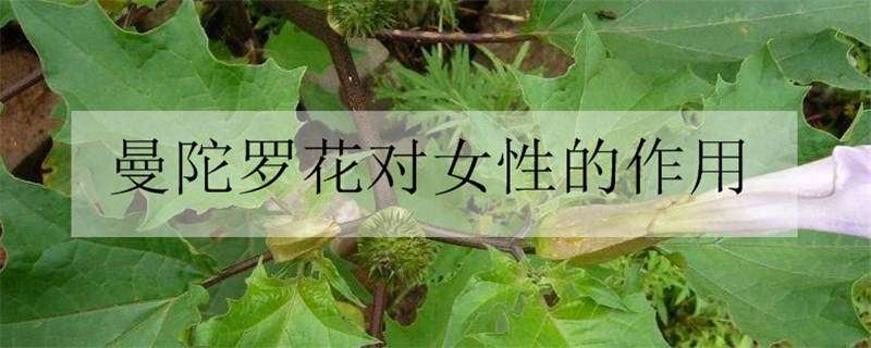 曼陀罗花对女性的作用 曼陀罗花对女性的作用是什么