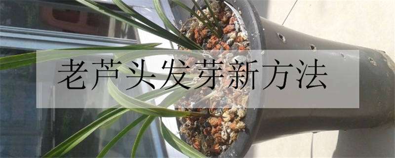 老芦头发芽新方法 老芦头发芽新方法图解