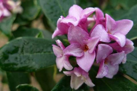 瑞香花长什么样（瑞香花的香味怎么样）