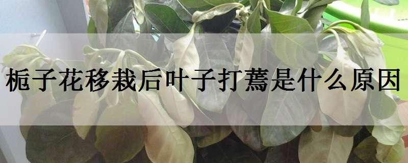 栀子花移栽后叶子打蔫是什么原因