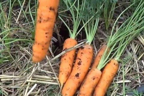 种胡萝卜7月份晚不晚（种胡萝卜7月份晚不晚呢）