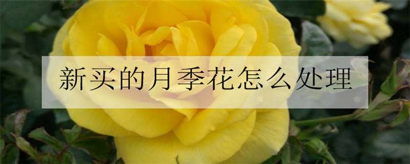 新买的月季花怎么处理（刚买回来的月季花怎么养护）