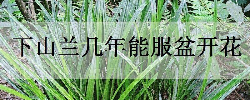 下山兰几年能服盆开花（下山兰多久可以服盆）