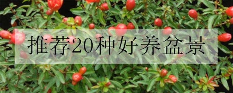 推荐20种好养盆景（推荐20种好养盆景图片）