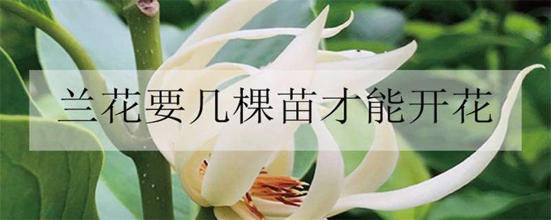 兰花要几棵苗才能开花（兰花新苗多久开花）