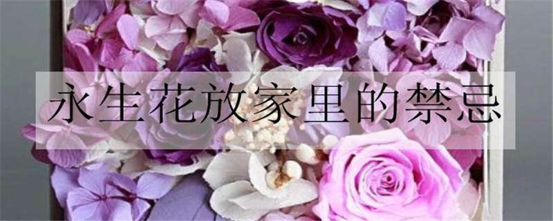 永生花放家里的禁忌（家里不能放永生花）