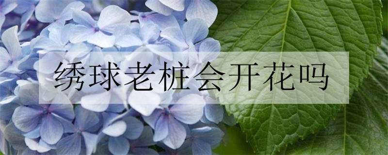 绣球老桩会开花吗（绣球花老桩好不好）