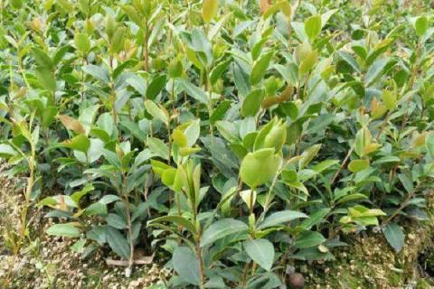 油茶苗移栽第一年要施肥吗 油茶移栽第一年怎样施肥