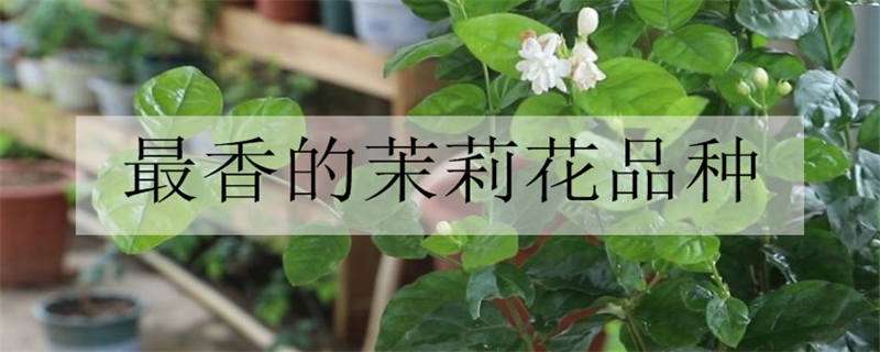 最香的茉莉花品种 最香的茉莉花品种笔尖茉莉花