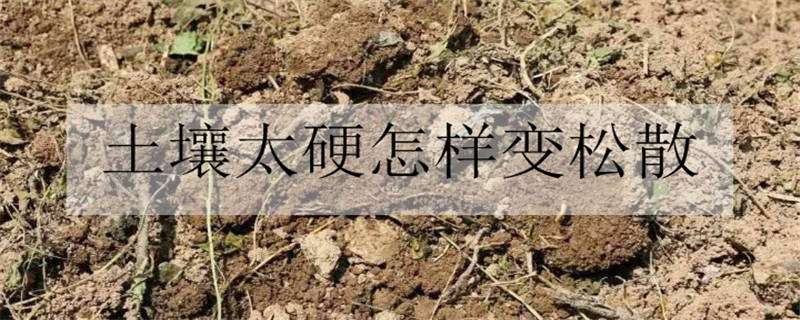 土壤太硬怎样变松散（土壤太硬怎样变松散呢）