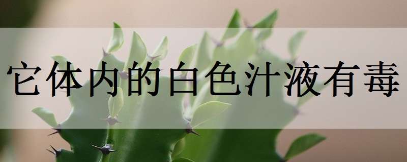 为啥家里不能养龙骨花（家里不能养龙骨花吗）