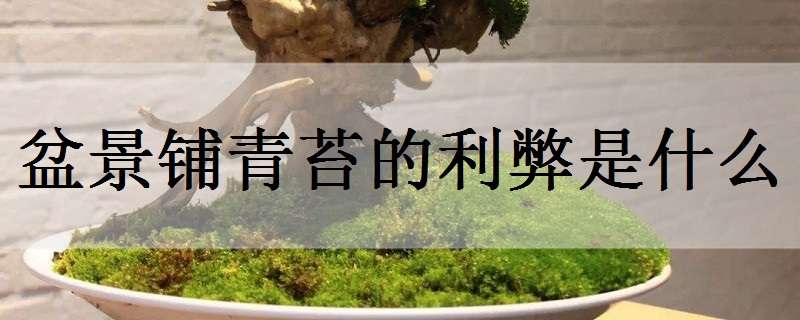 盆景铺青苔的利弊是什么 青苔铺在盆景上会不会影响