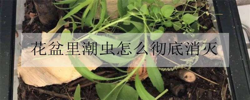 花盆里潮虫怎么彻底消灭（花盆里潮虫怎么彻底消灭一一）