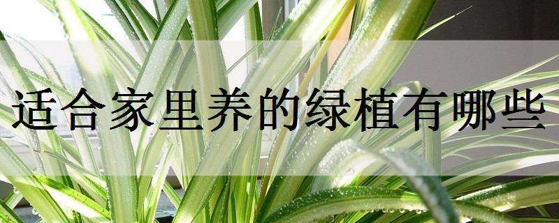 适合家里养的绿植有哪些