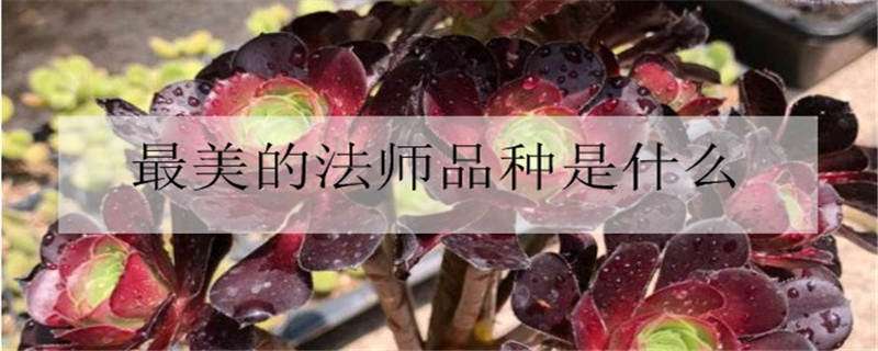 最美的法师品种是什么